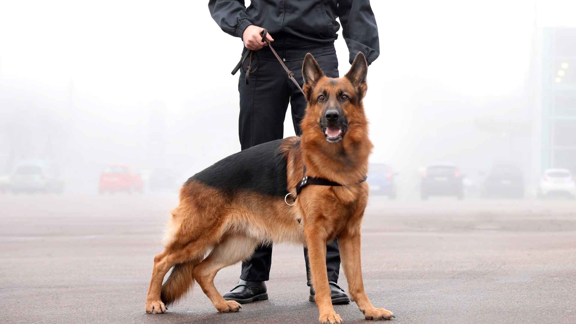 9 Most Reliable Working Dog Breeds for Farm, Search, and Service Roles