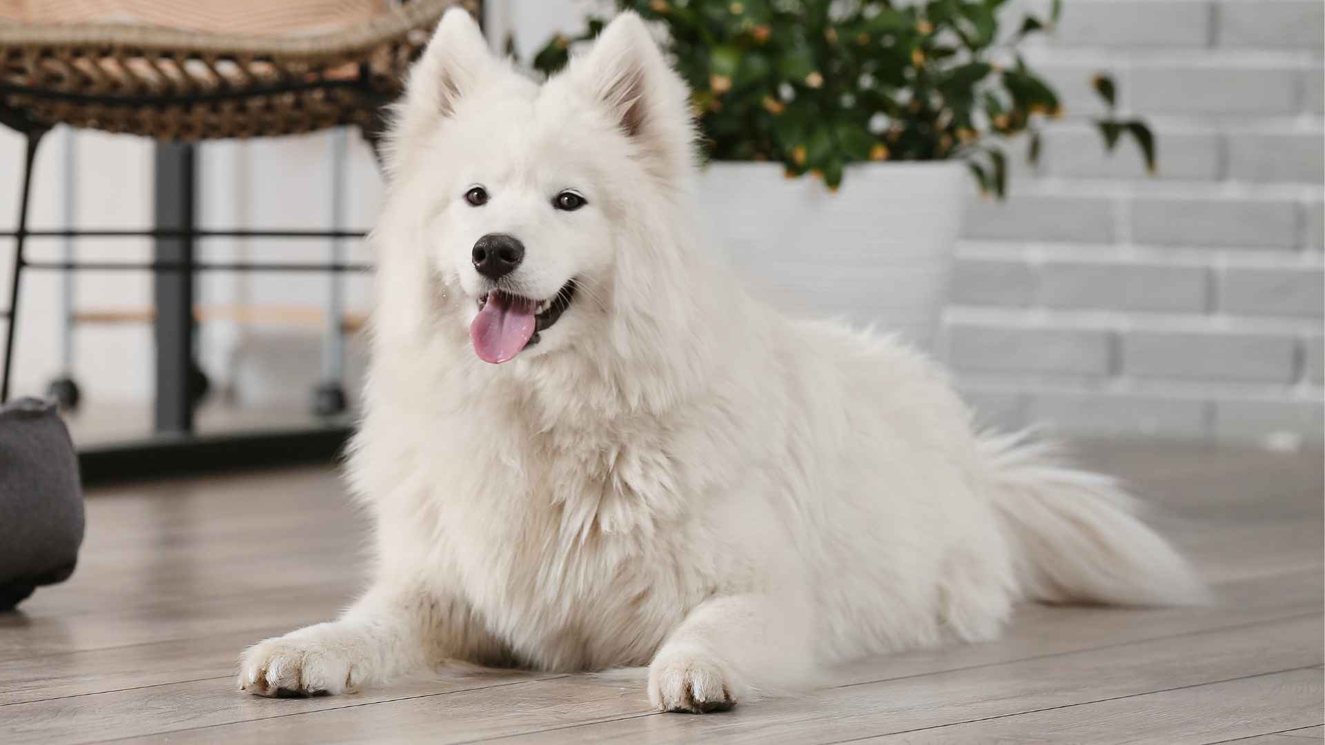 9 Most Social Dog Breeds That Thrive on Human Interaction (1)