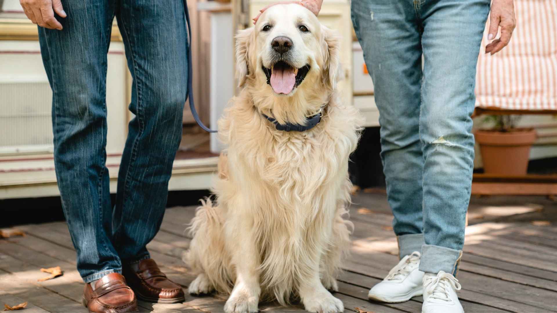 9 Most Social Dog Breeds That Thrive on Human Interaction