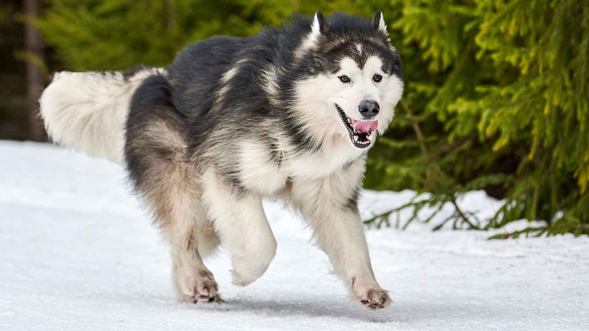 9 Most Strongest Dog Breeds in the World That Were Born to Work Hard