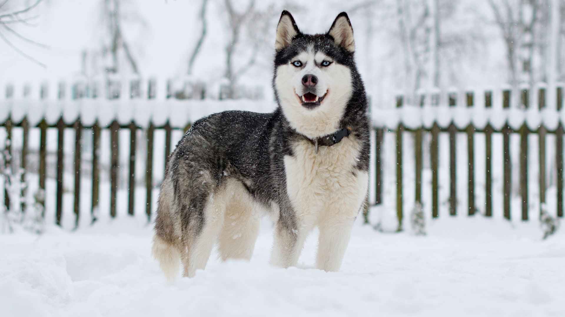 9 Most Stunning Blue-Eyed Dog Breeds You’ll Love