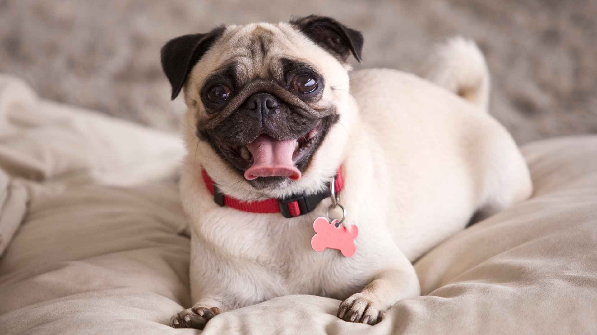 9 Most Wrinkly Dog Breeds with Endless Folds