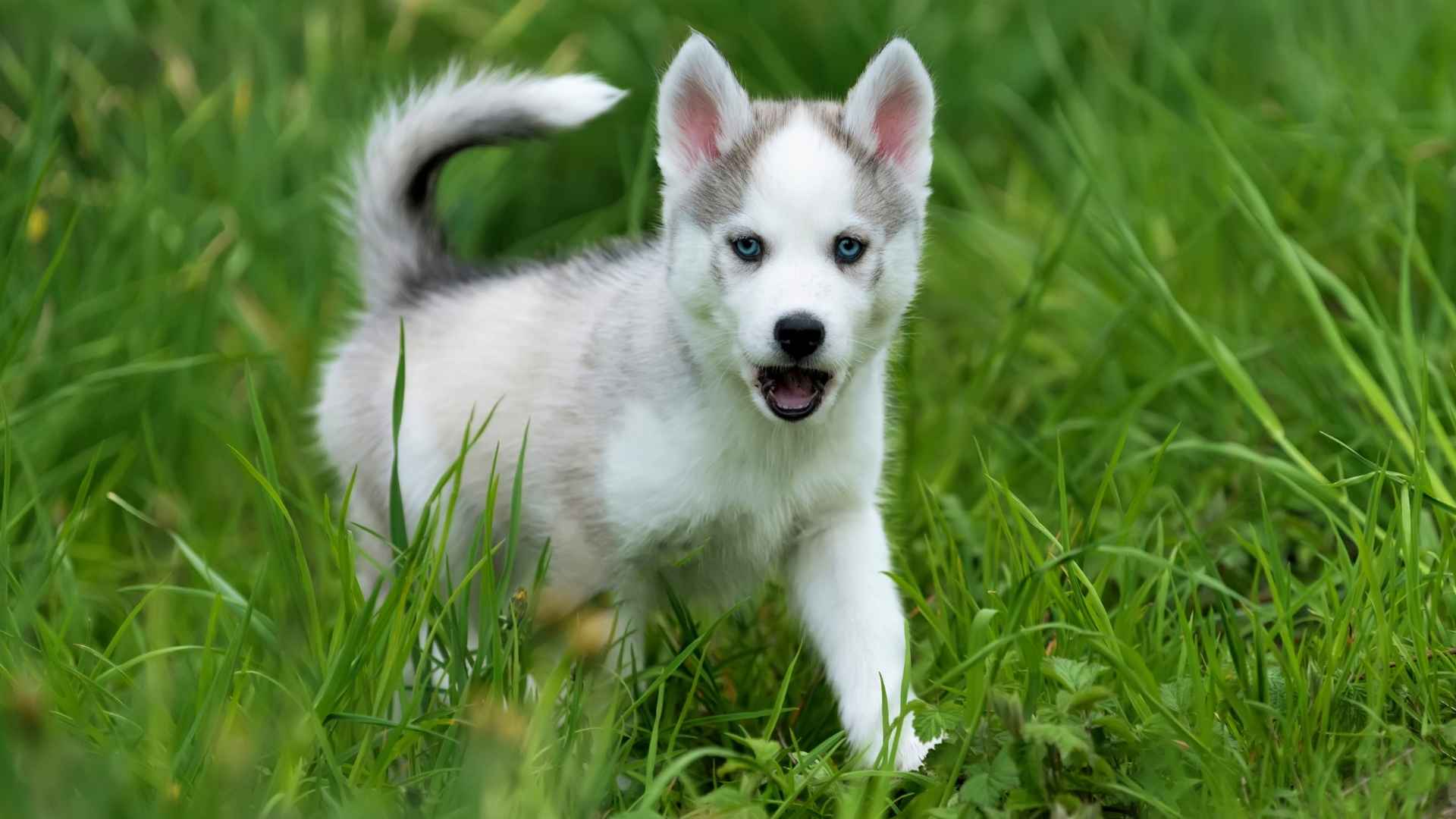 9 Outdoor Puppy Breeds That Need Space to Roam