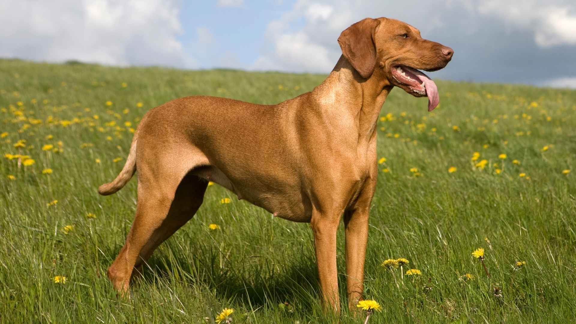 9 Pointer Dog Breeds for Active Families & Hunters