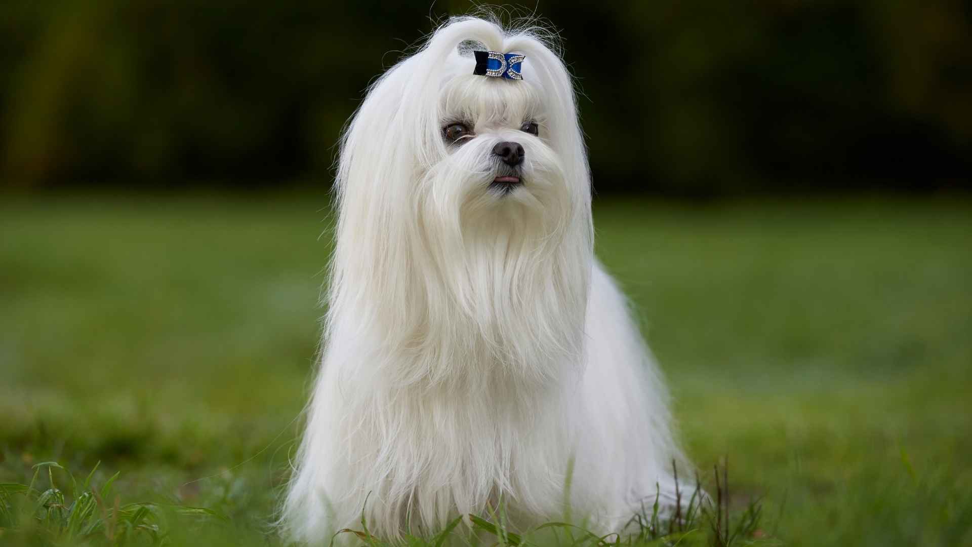 9 Popular Designer Puppy Breeds That Are Instagram-Worthy and Heart-Melting