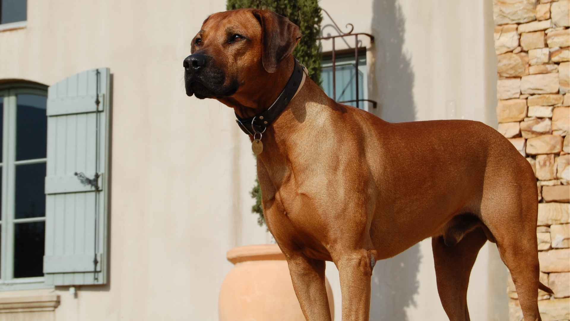 9 Security Dog Breeds You Can Trust to Protect Your Home