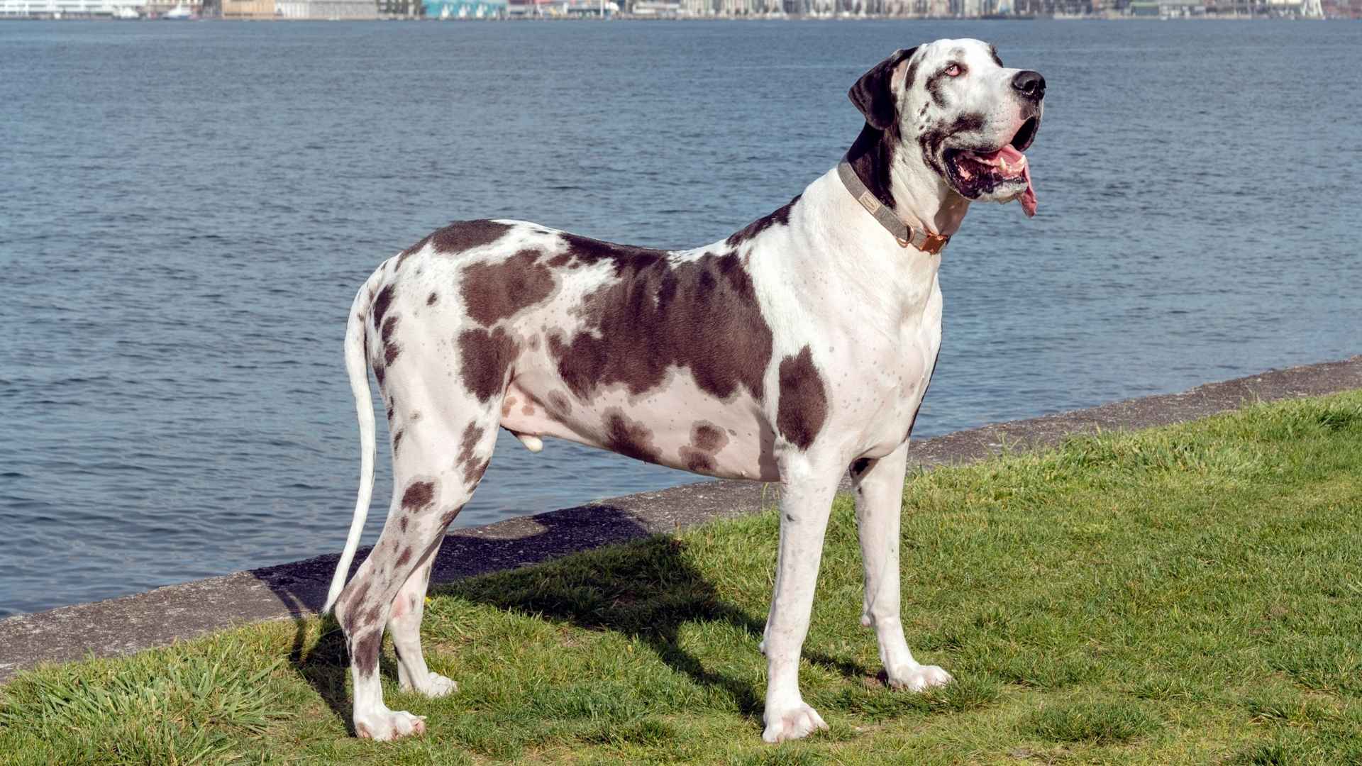 9 Short-Lifespan Dog Breeds: What to Know Before You Adopt