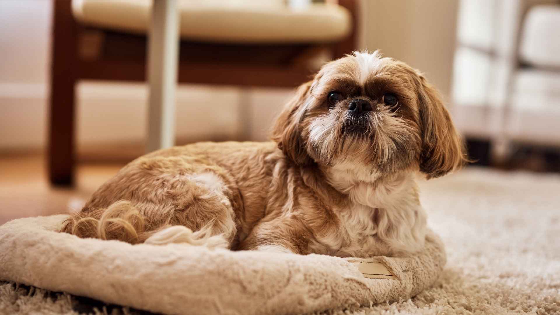 9 Small Dog Breeds with a Long Lifespan You’ll Love for Years
