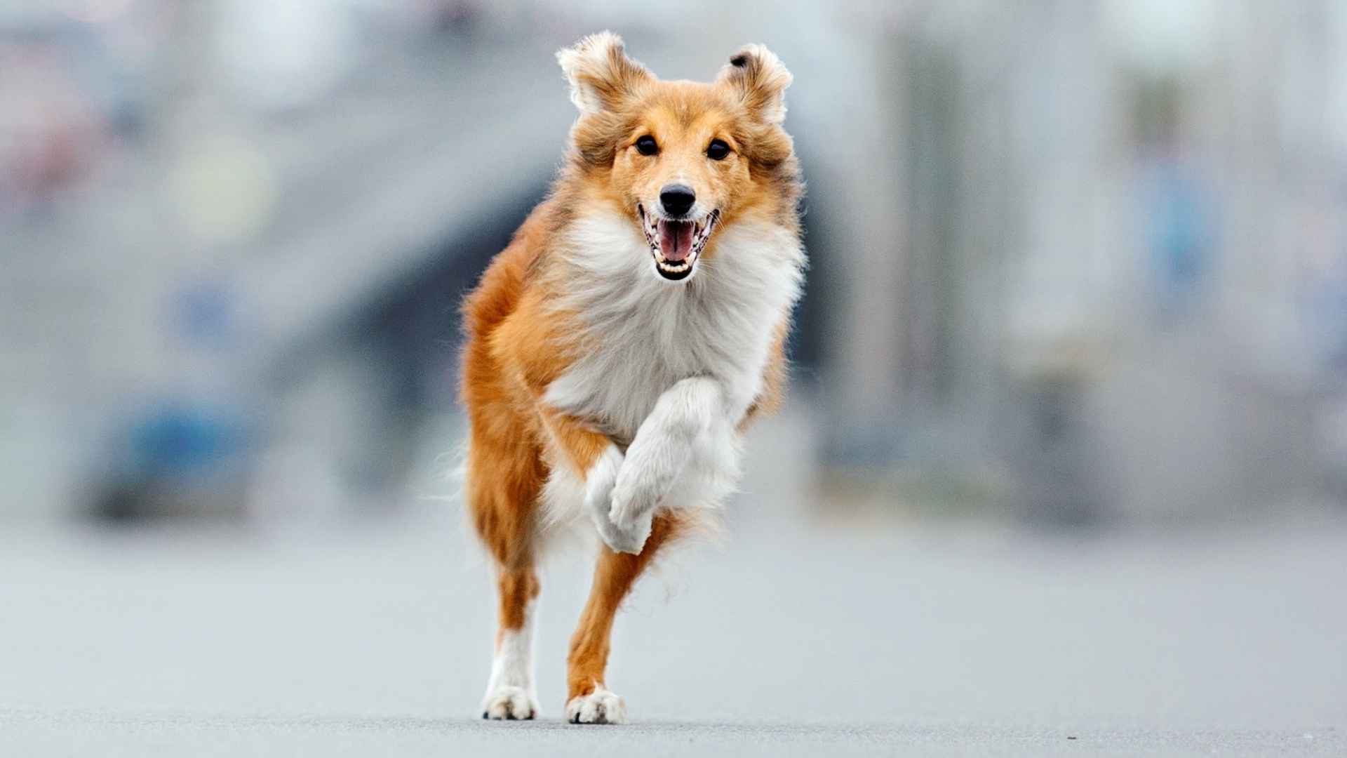 9 Speedy Dog Breeds: The Fast And Quick Pups