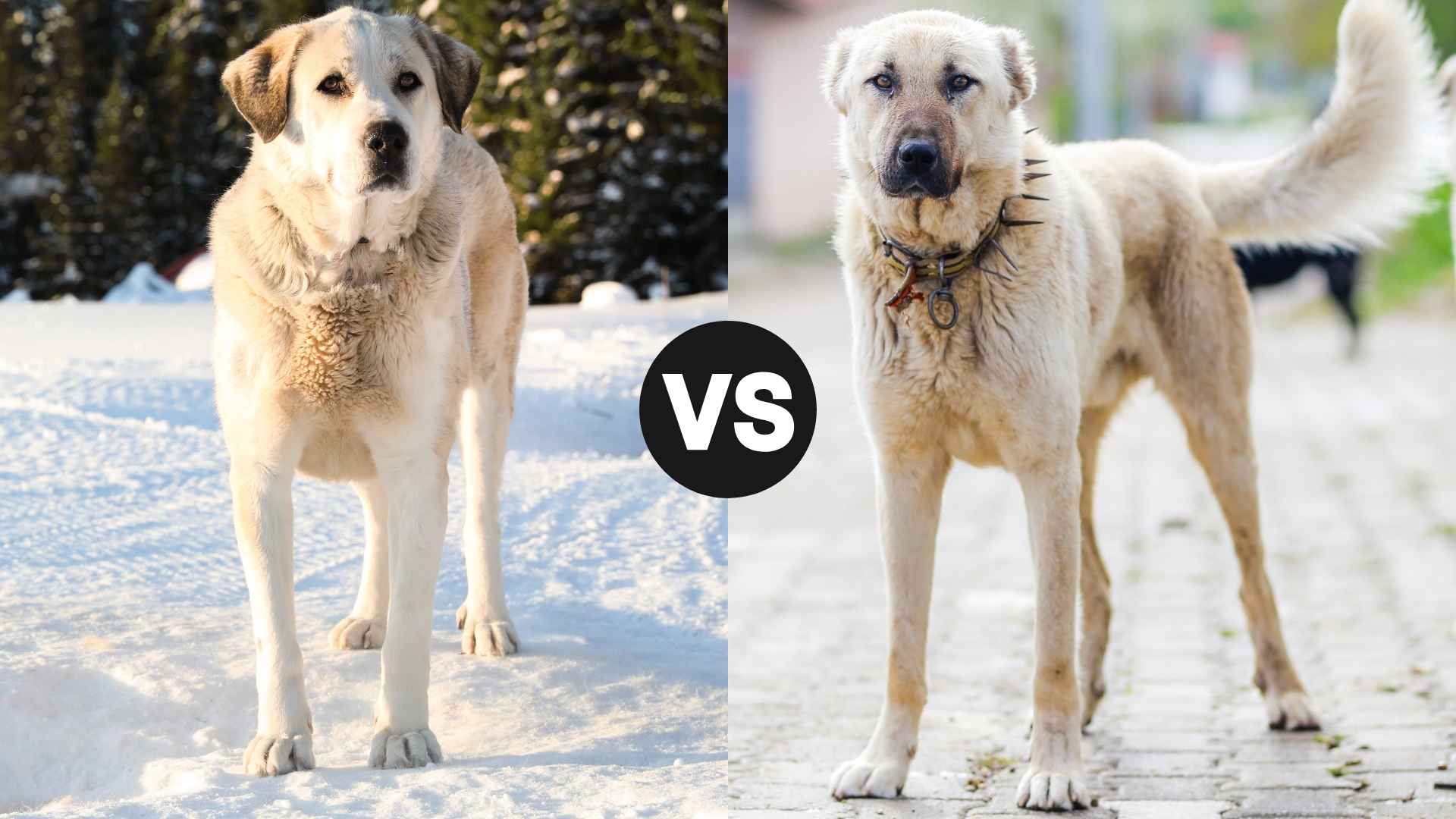 Akbash vs. Anatolian Shepherd: Which Livestock Guardian Dog Wins?
