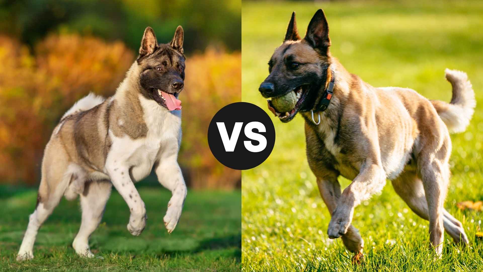 Akita vs. Belgian Malinois: Which Loyal Guardian Suits Your Lifestyle Best?