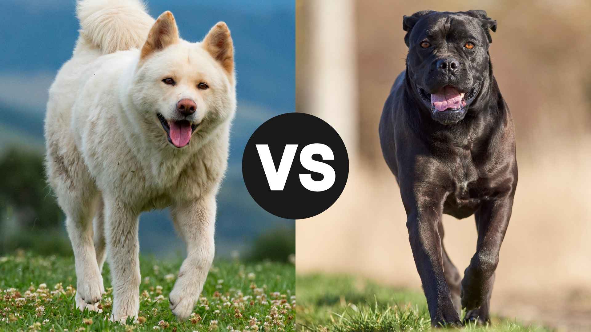 Akita vs. Cane Corso: Which Powerful Breed Is Right for You?