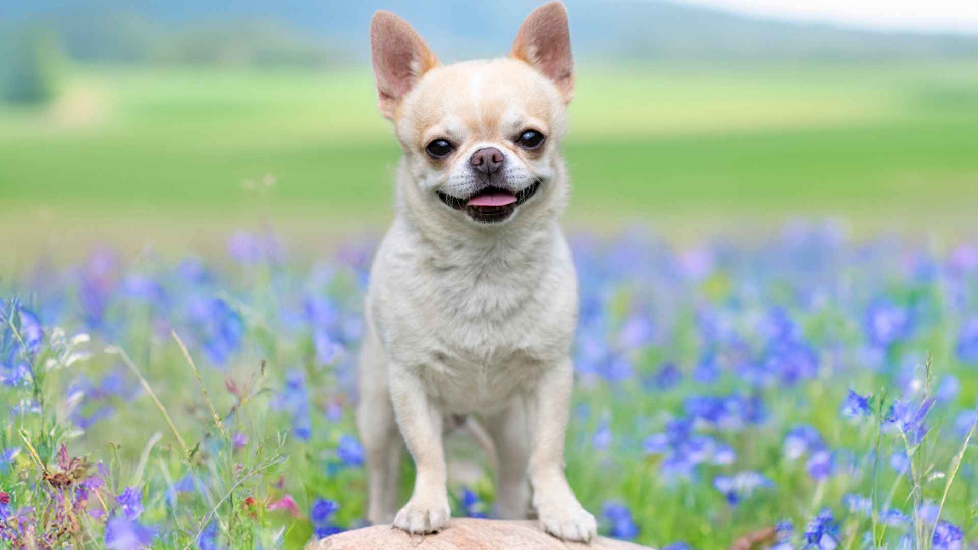 7 Small Dogs That Don’t Need Haircuts: Low-Fuss Fluff