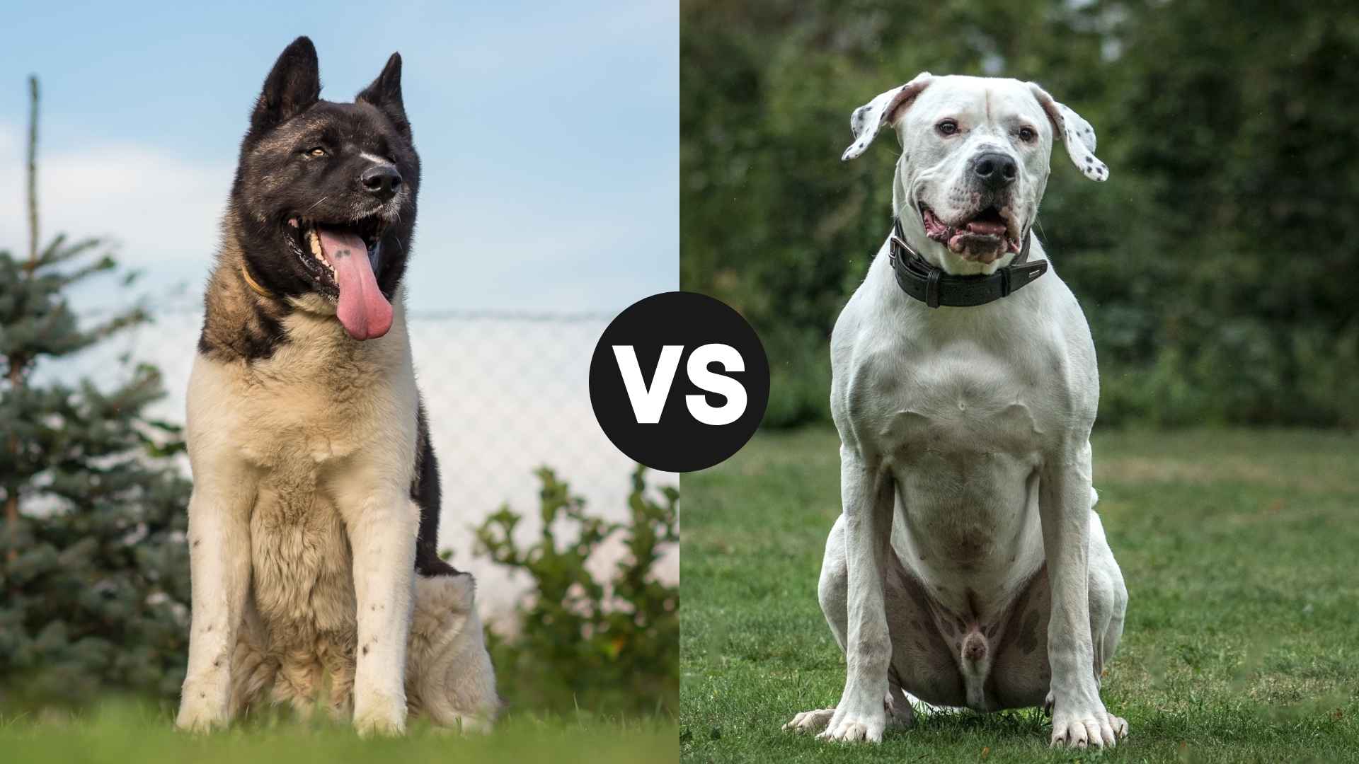 Akita vs. Dogo Argentino: Which Powerful Pup Suits You Best?