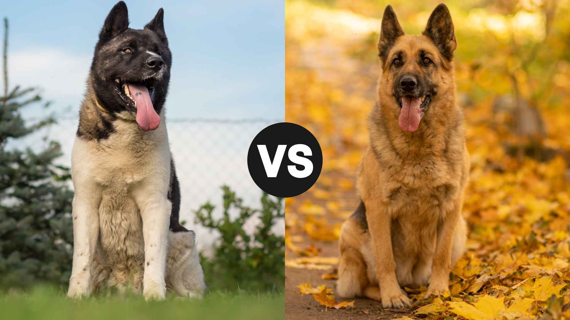Akita vs. German Shepherd Everything You Need to Know Before Choosing
