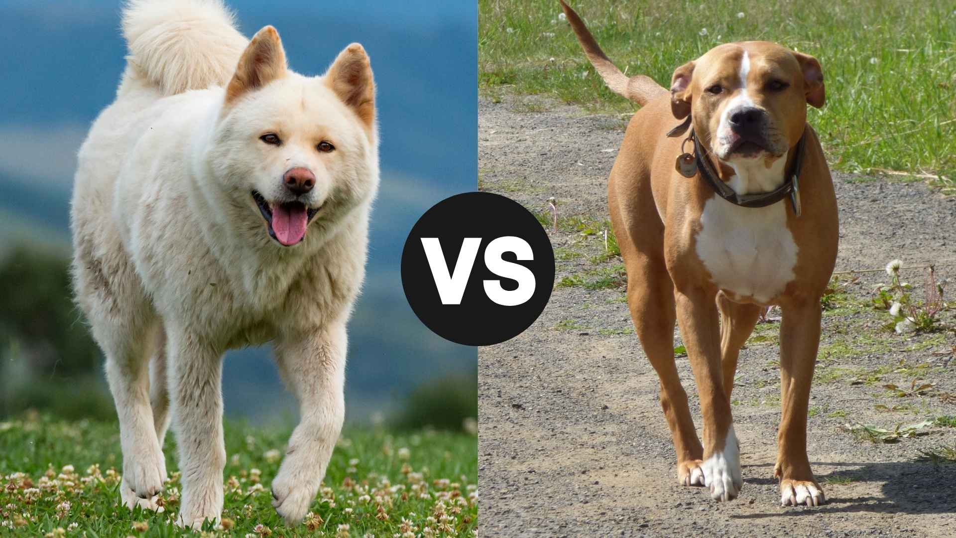 Akita vs. PitBull: A Face-Off Between Two Fierce Companions