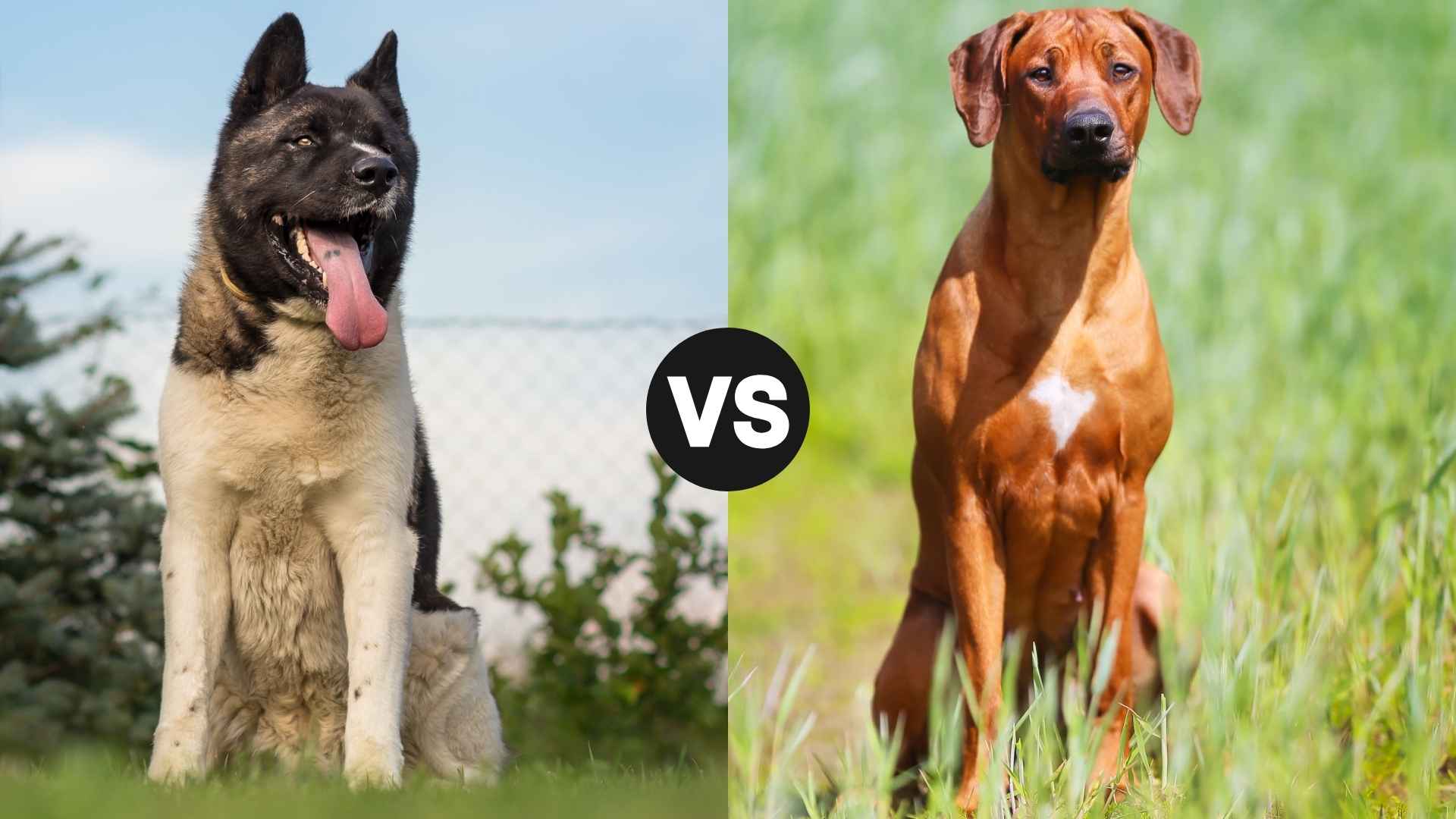 Akita vs. Rhodesian Ridgeback: Similarities, Differences, and Best Fit for You