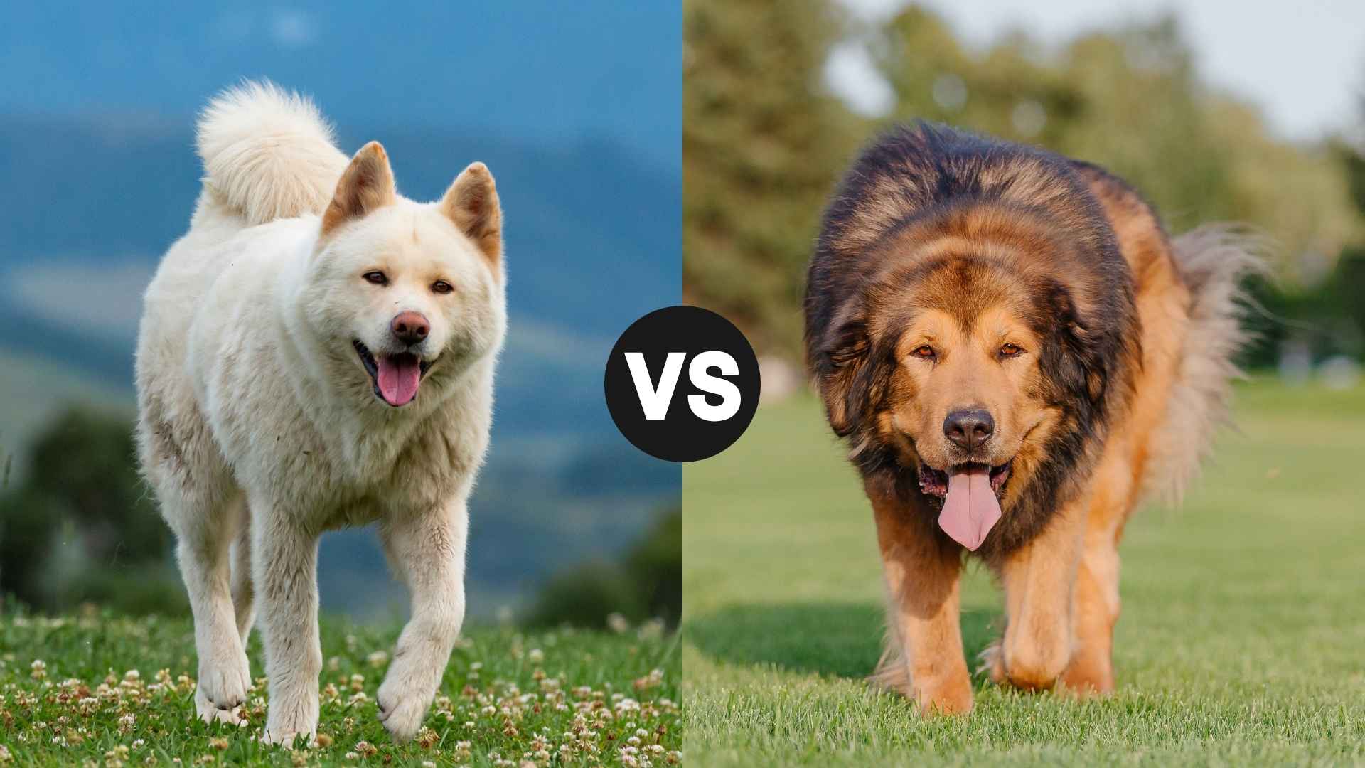 Akita vs. Tibetan Mastiff: A Head-to-Head Comparison of These Majestic Breeds