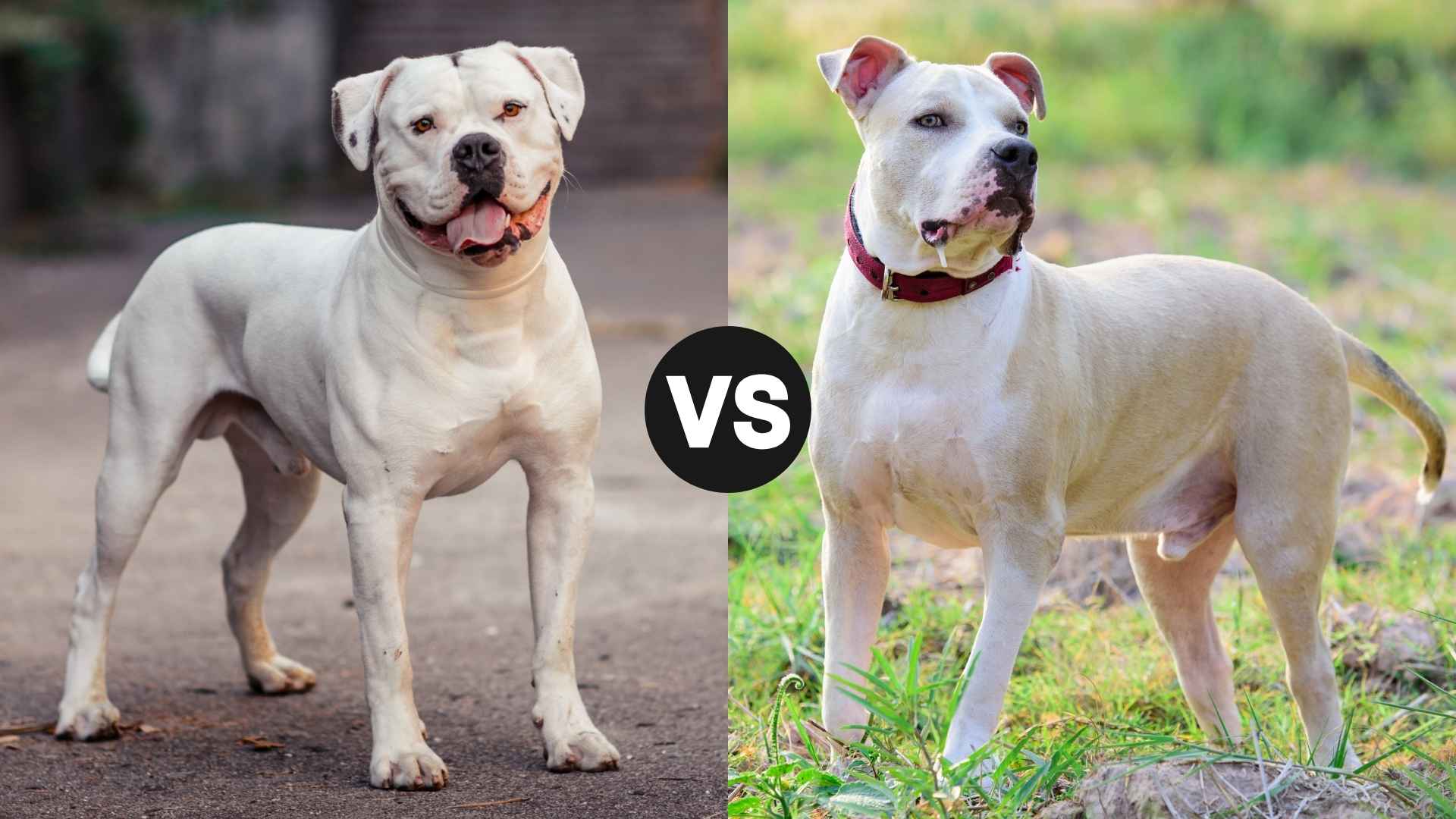 American Bulldog vs. American Pit Bull Terrier: Main Differences