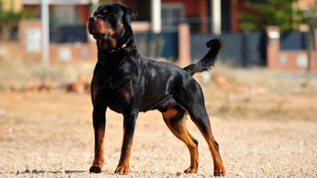 American rottweiler