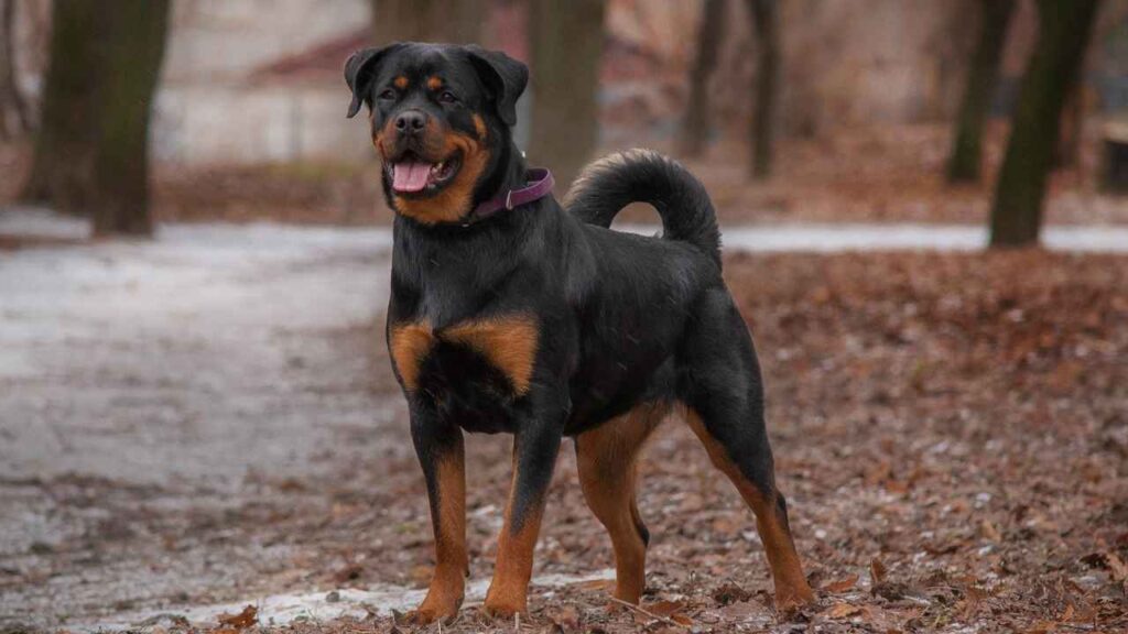 American rottweiler