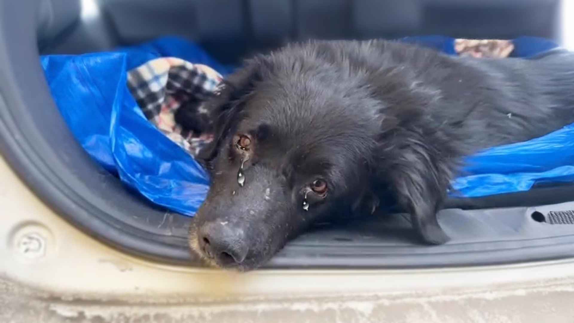 An Injured Dog’s Unbelievable Endurance: A Journey of Hope