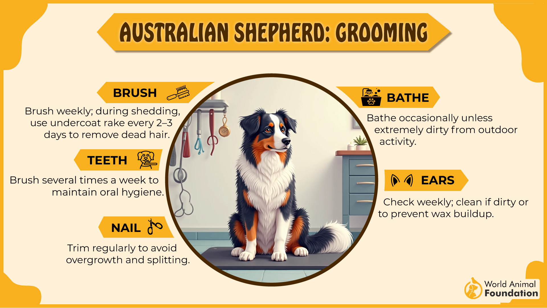 Australian Shepherd grooming