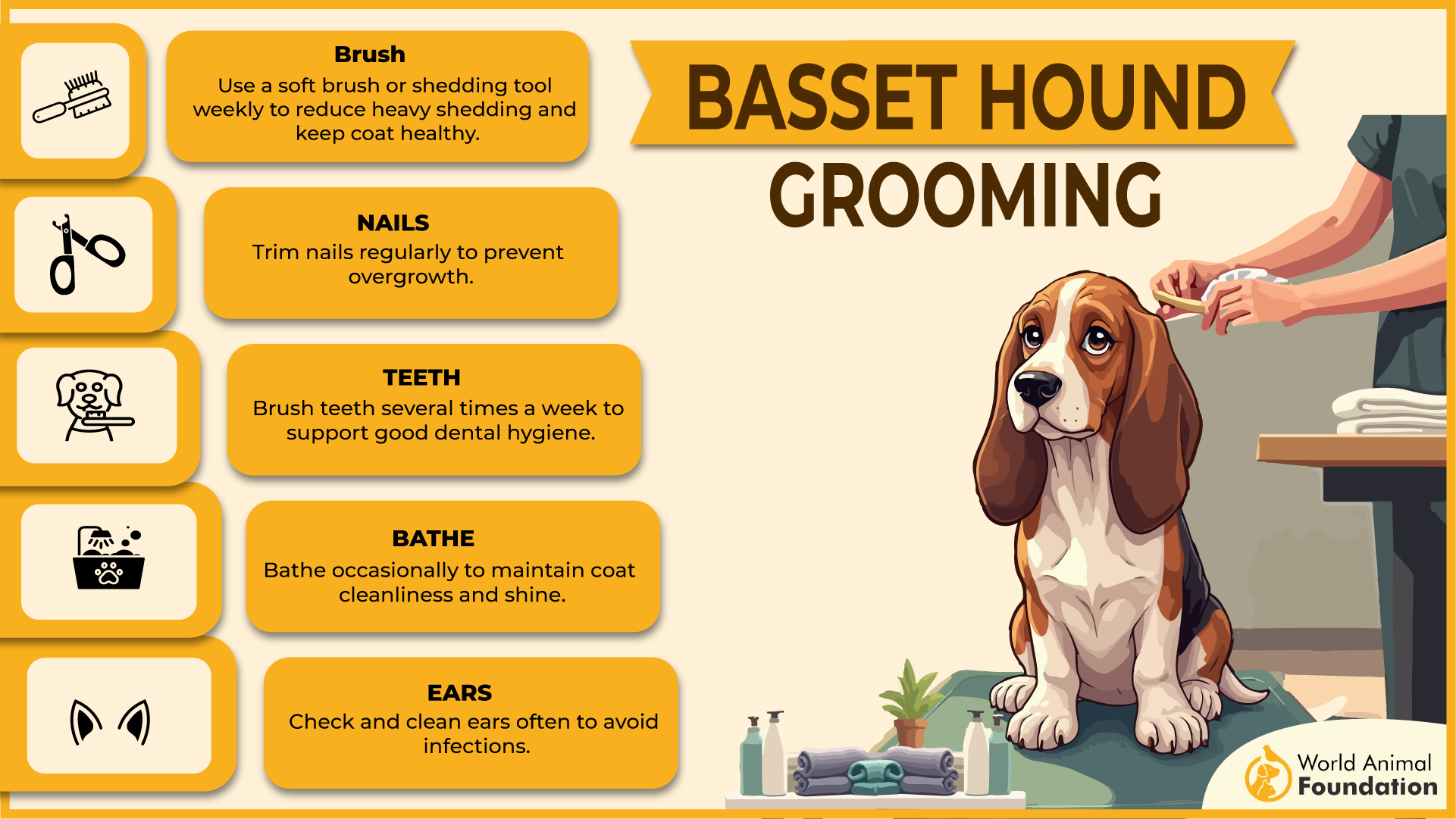 Basset Hound Grooming
