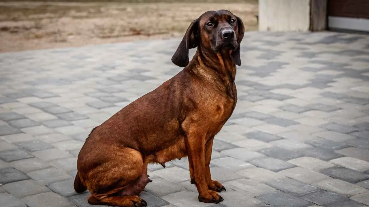 Bavarian Mountain Scent Hound