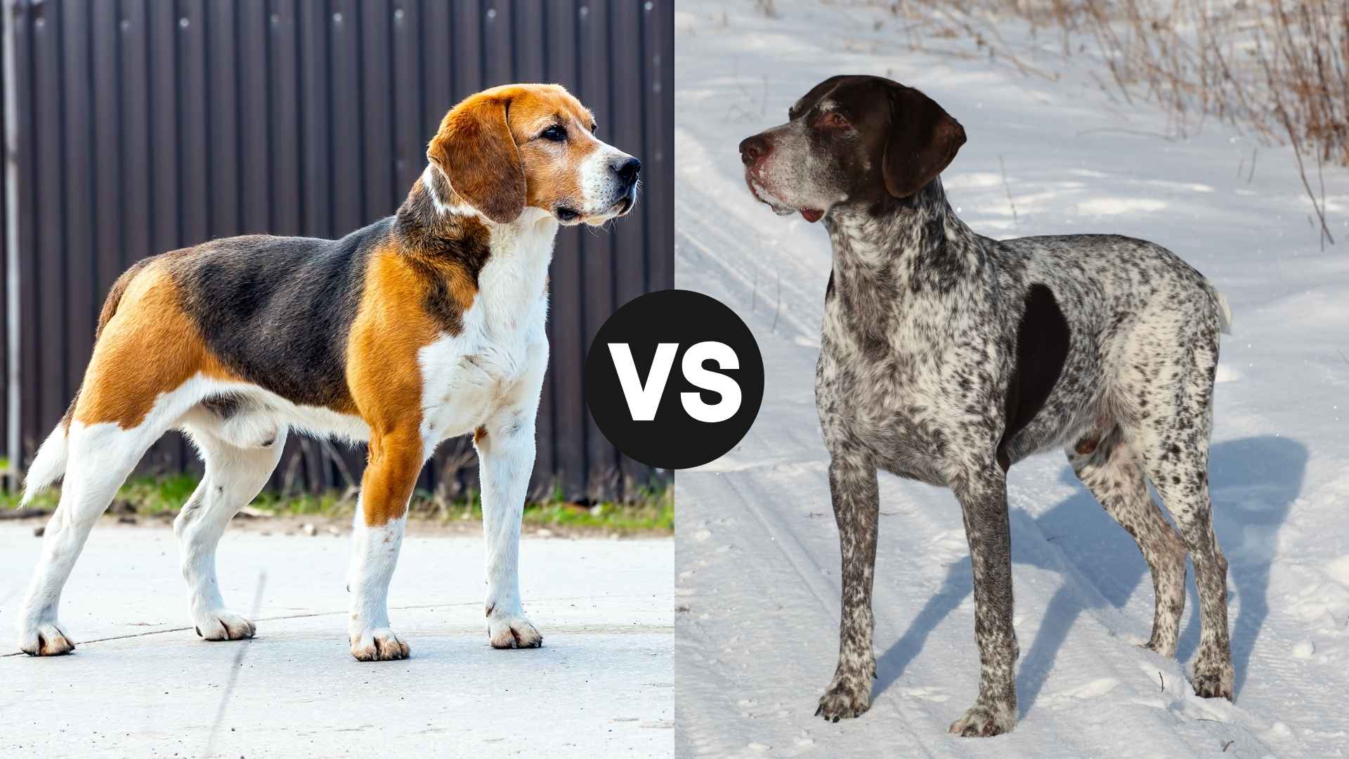 Beagle vs. German Shorthaired Pointer: A Detailed Comparison for Dog Lovers