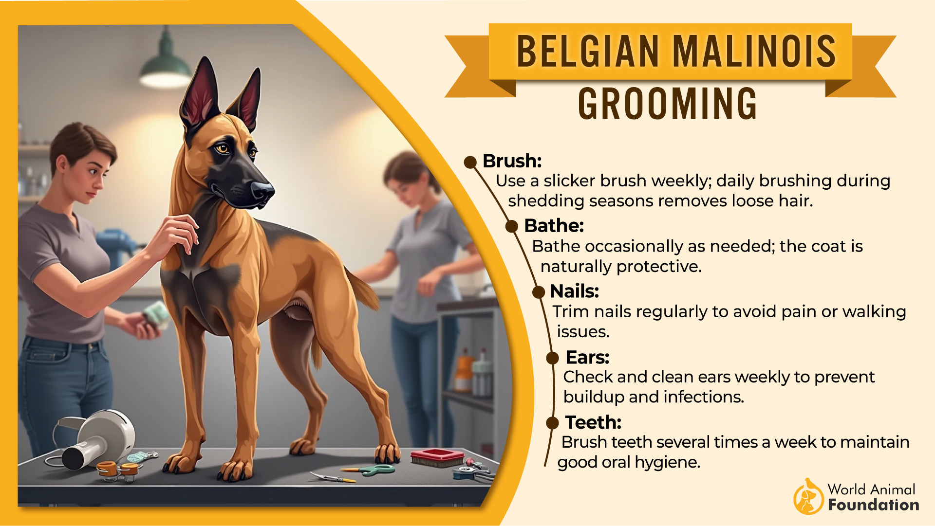 Belgian Malinois grooming