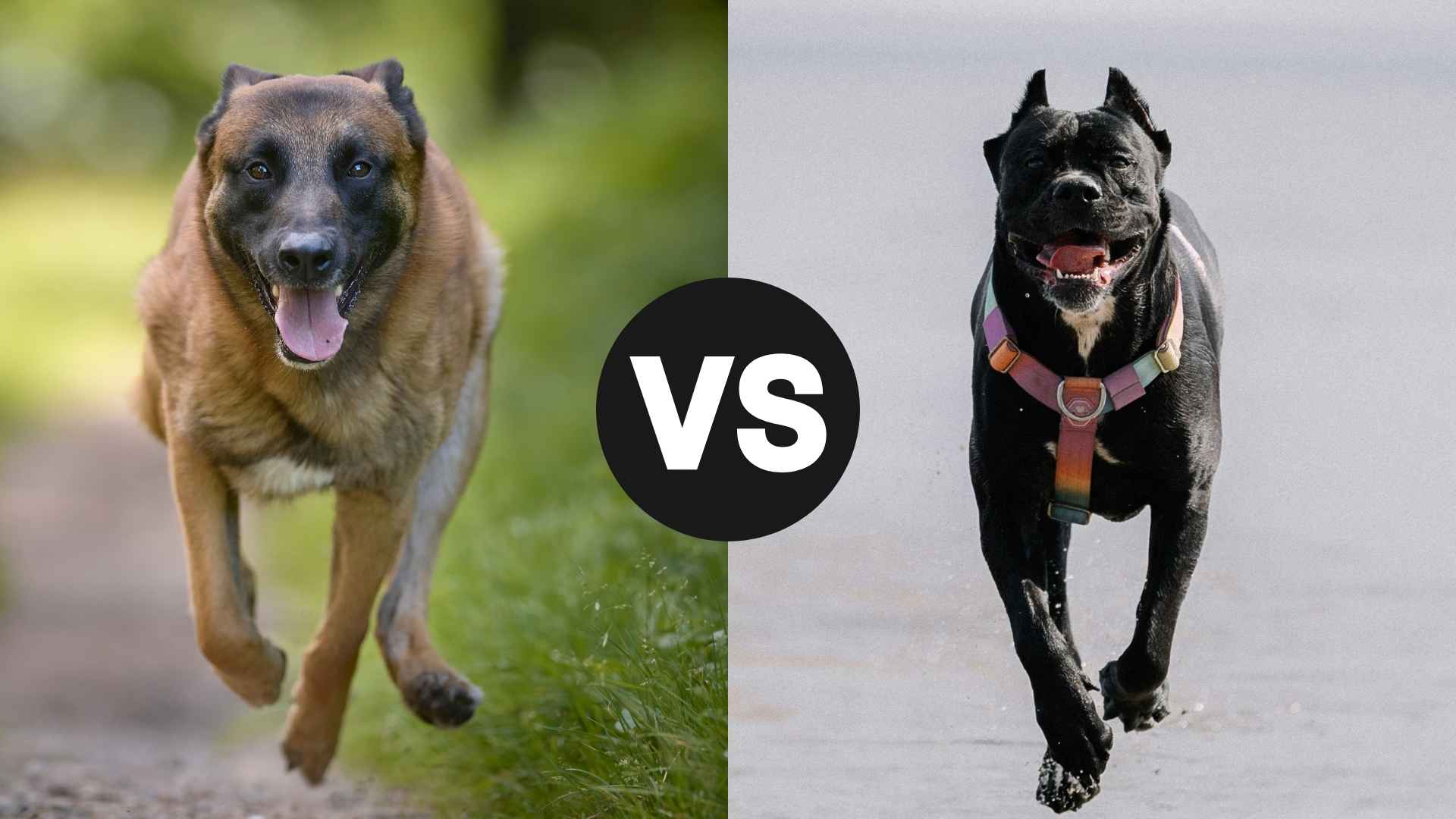 Belgian Malinois vs. Cane Corso: Choosing the Right Guardian for You