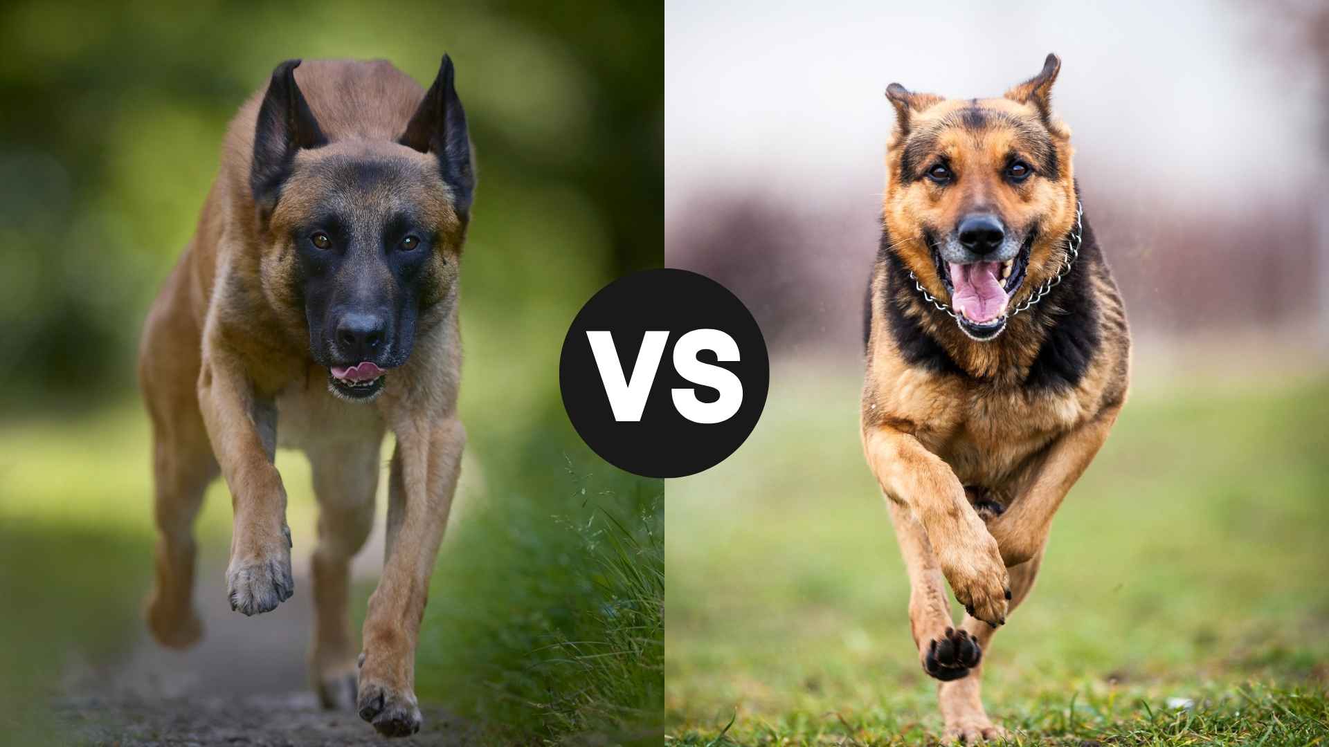 Belgian Malinois vs. German Shepherd: Which Breed to Pick?