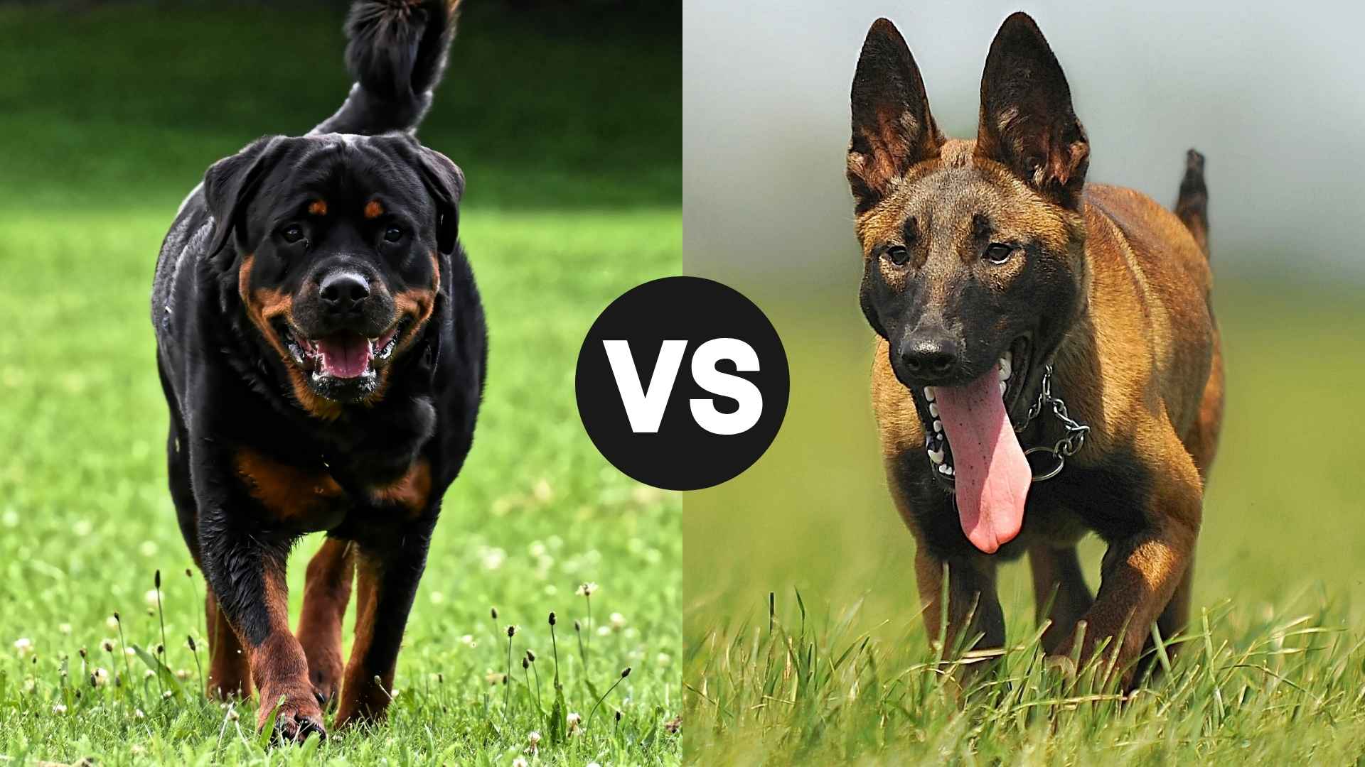 Belgian Malinois vs. Rottweiler: A Complete Guard Dog Comparison