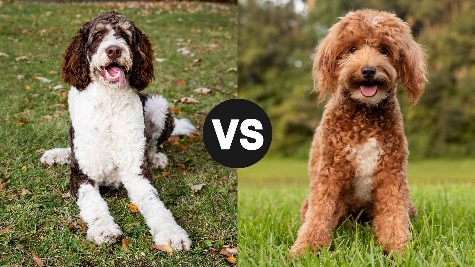Bernedoodle vs. Goldendoodle: Which Pup Will Melt Your Heart