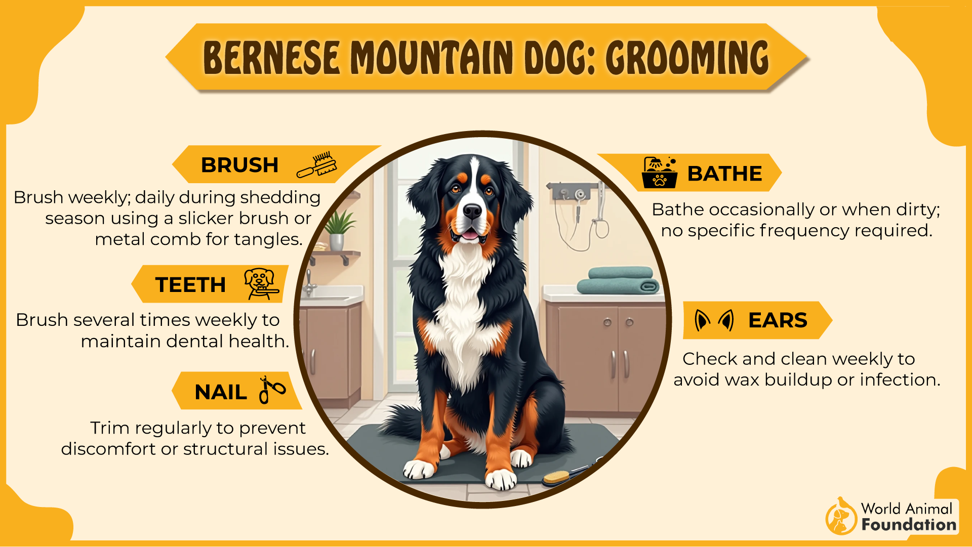 Bernese Mountain Dog grooming