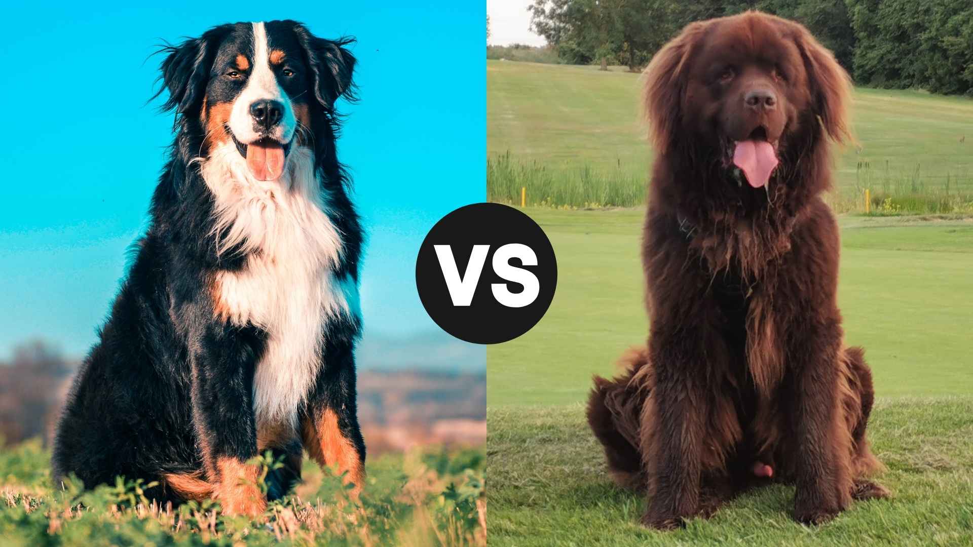 Bernese Mountain Dog vs. Newfoundland: Gentle Giants Face Off
