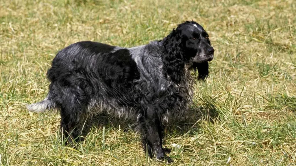 Picardy Spaniel