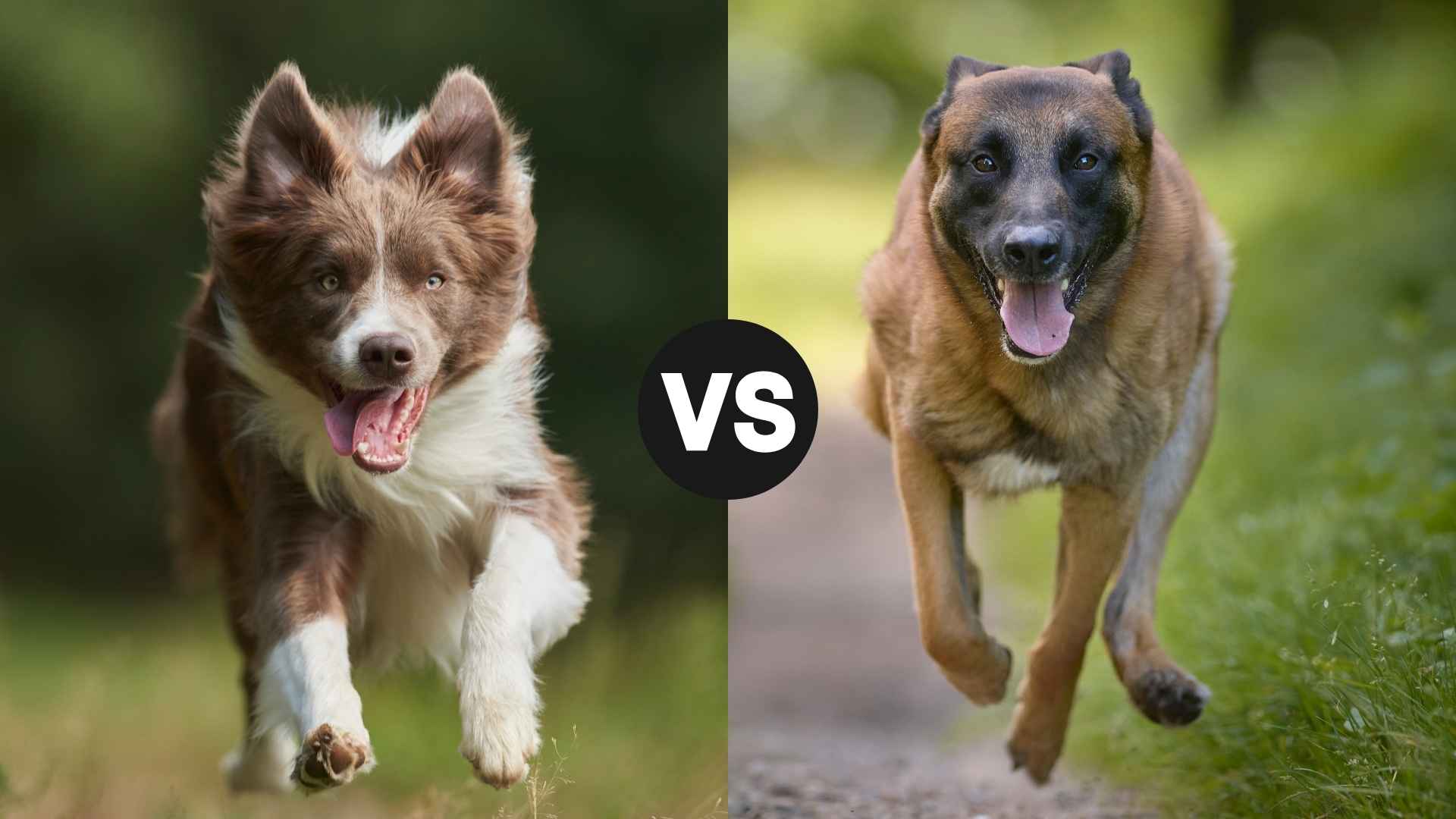 Border Collie vs. Belgian Malinois: Which Breed Is Right for You?