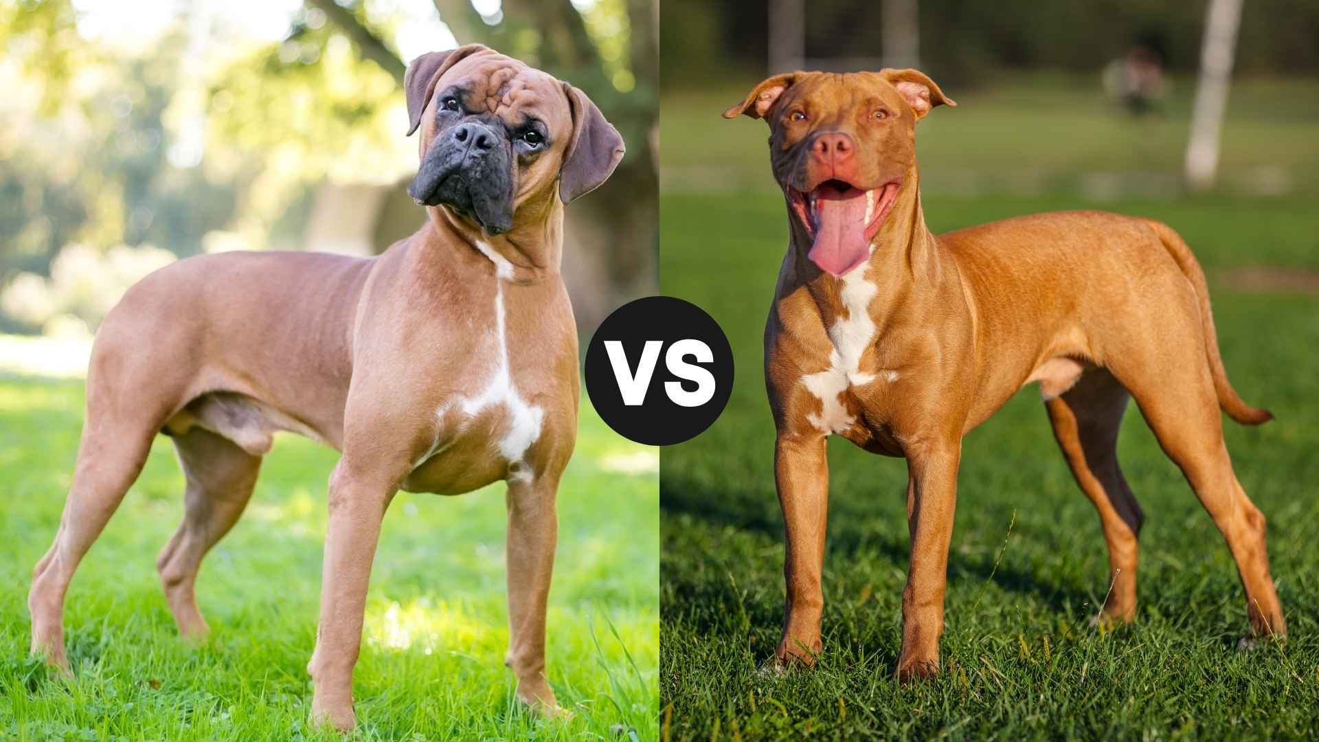 Boxer vs. Pit Bull: Differences in Temperament, Size & Strength