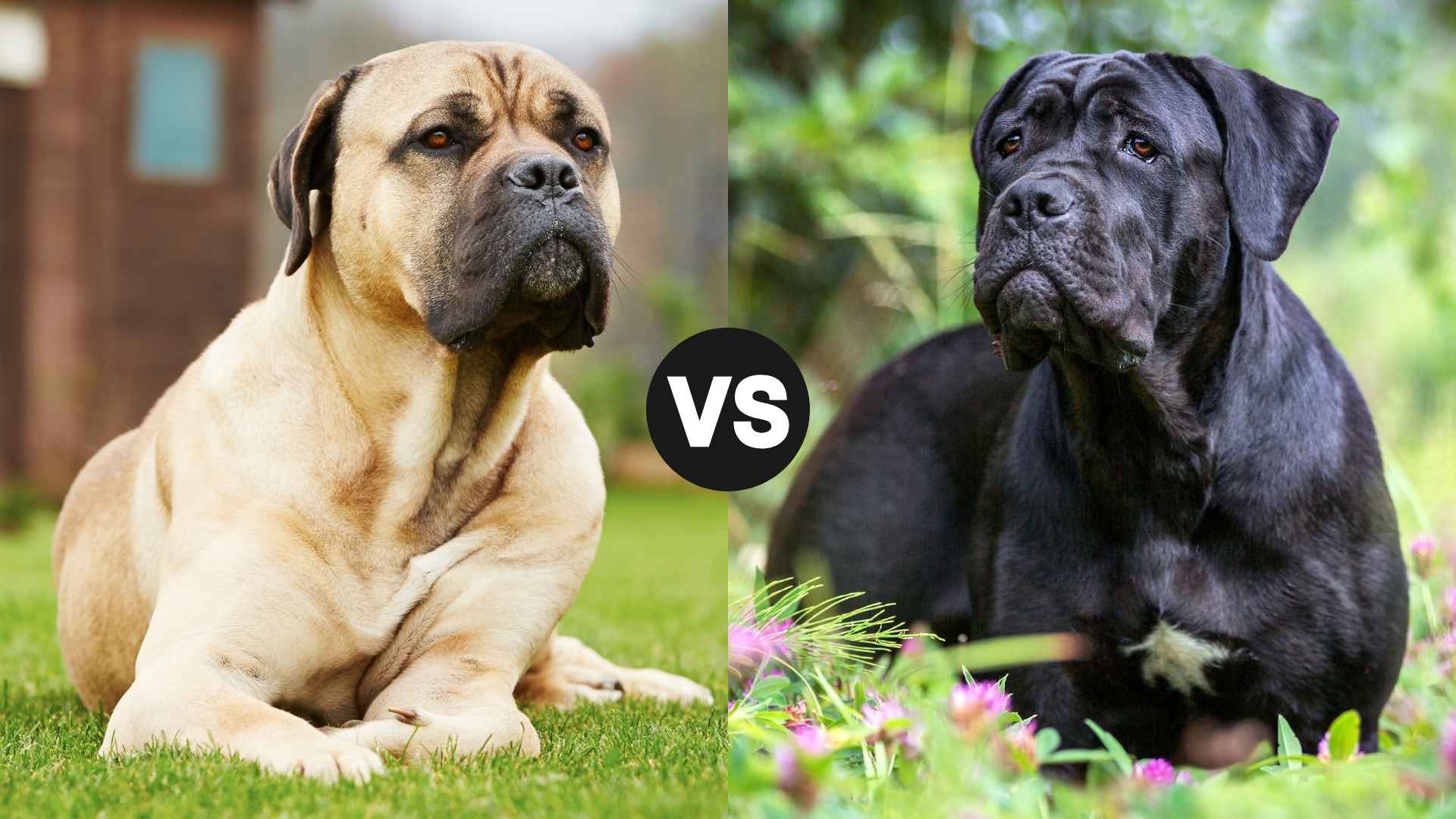 Bullmastiff vs. Cane Corso? Find Out Which Breed Suits You Best