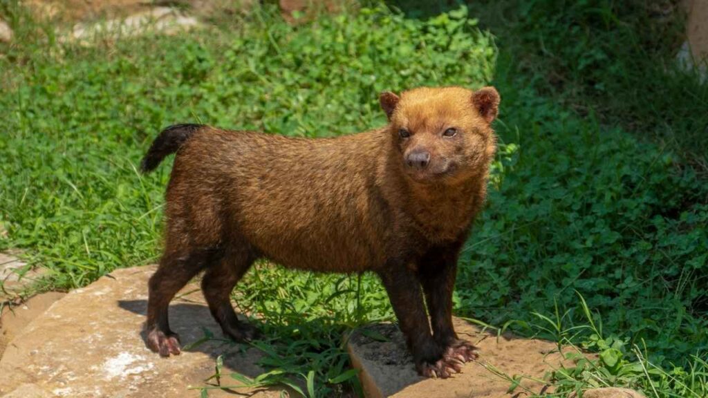 Bush Dog