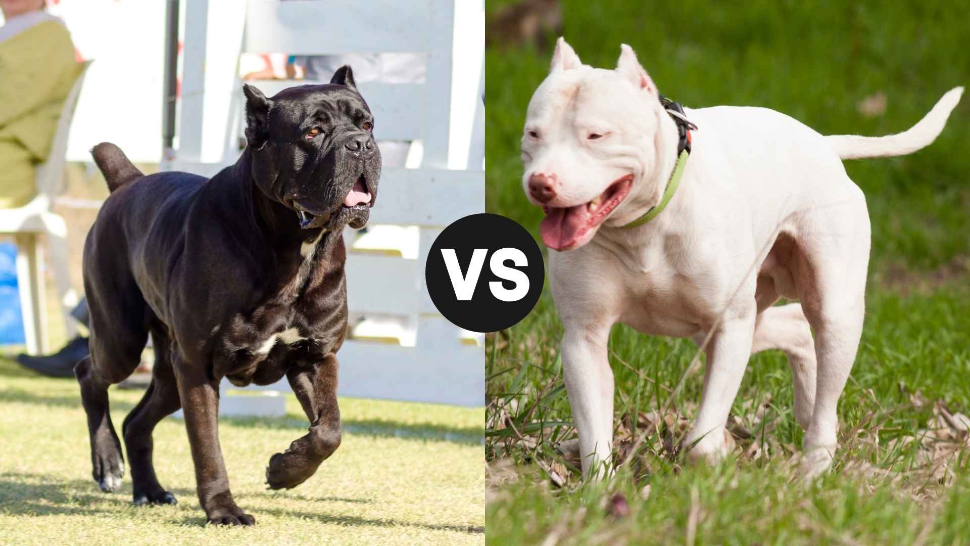 Cane Corso vs. Dogo Argentino: Power, Protection & Personality