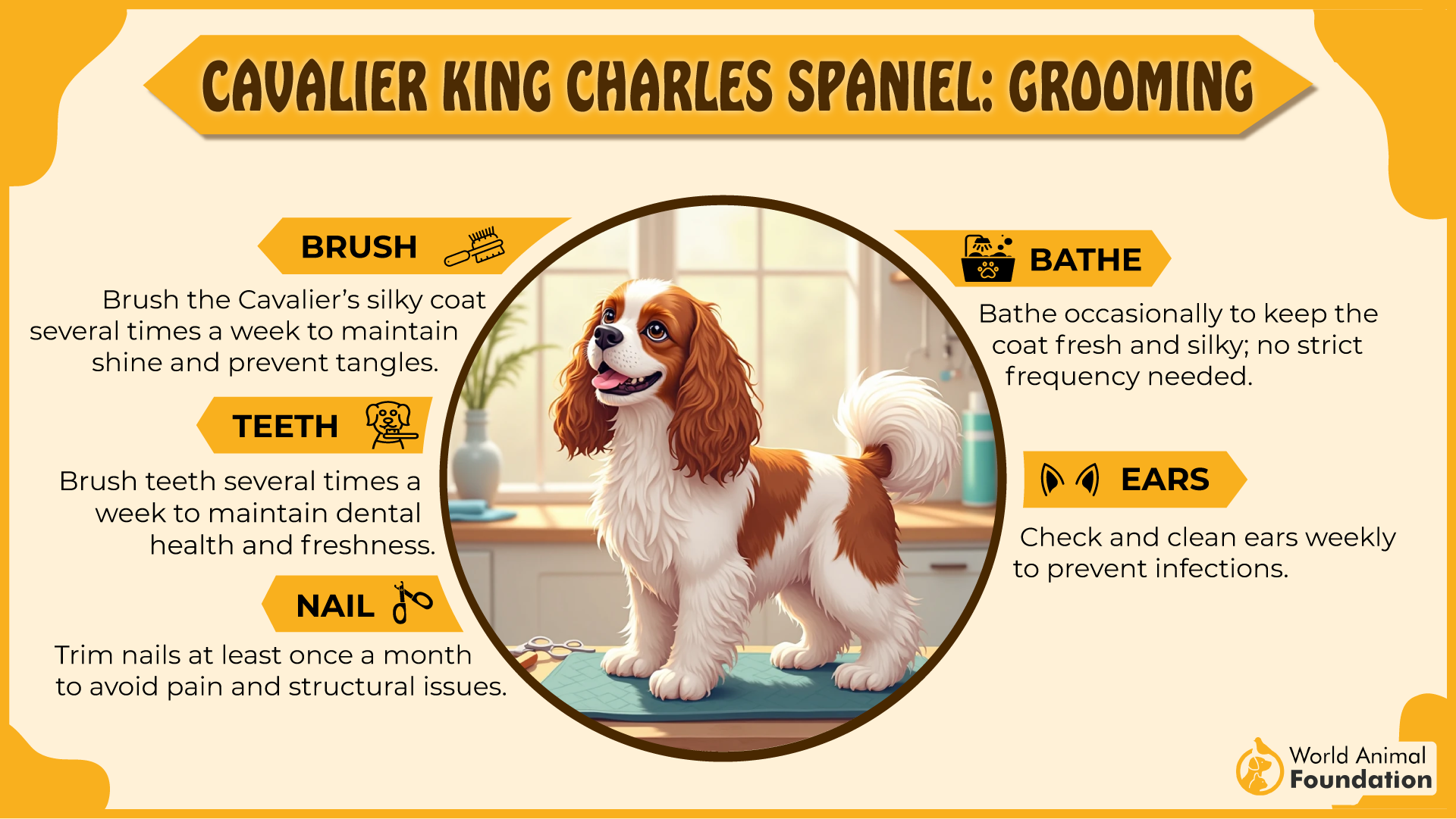 Cavalier King Charles Spaniel grooming