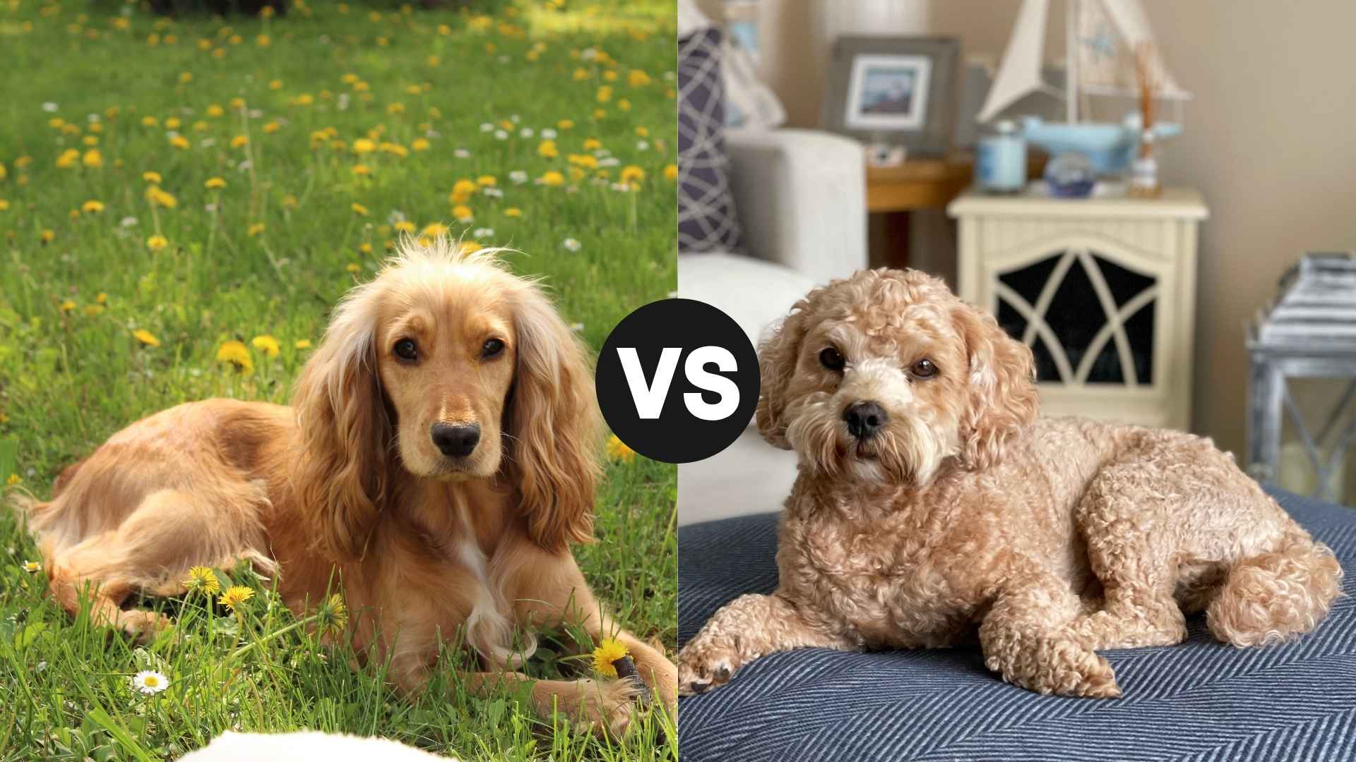 Cocker Spaniel vs. Cockapoo: Which Is Right for You?
