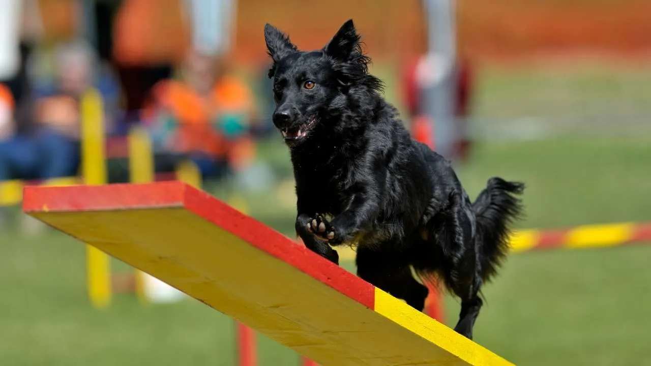 Croatian Sheepdog