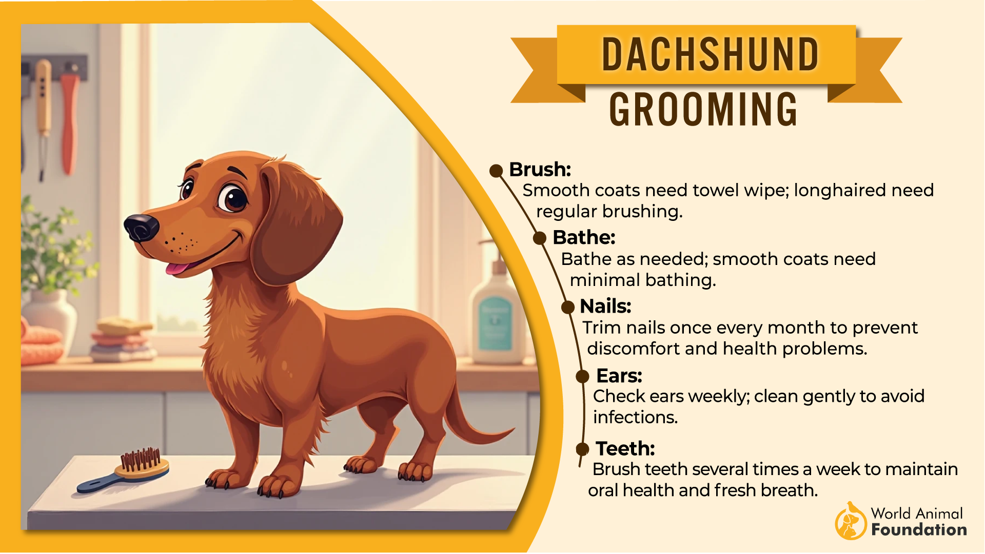 Dachshund grooming