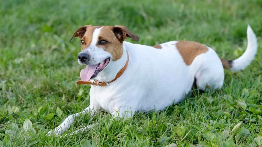 Danish-Swedish Farmdog