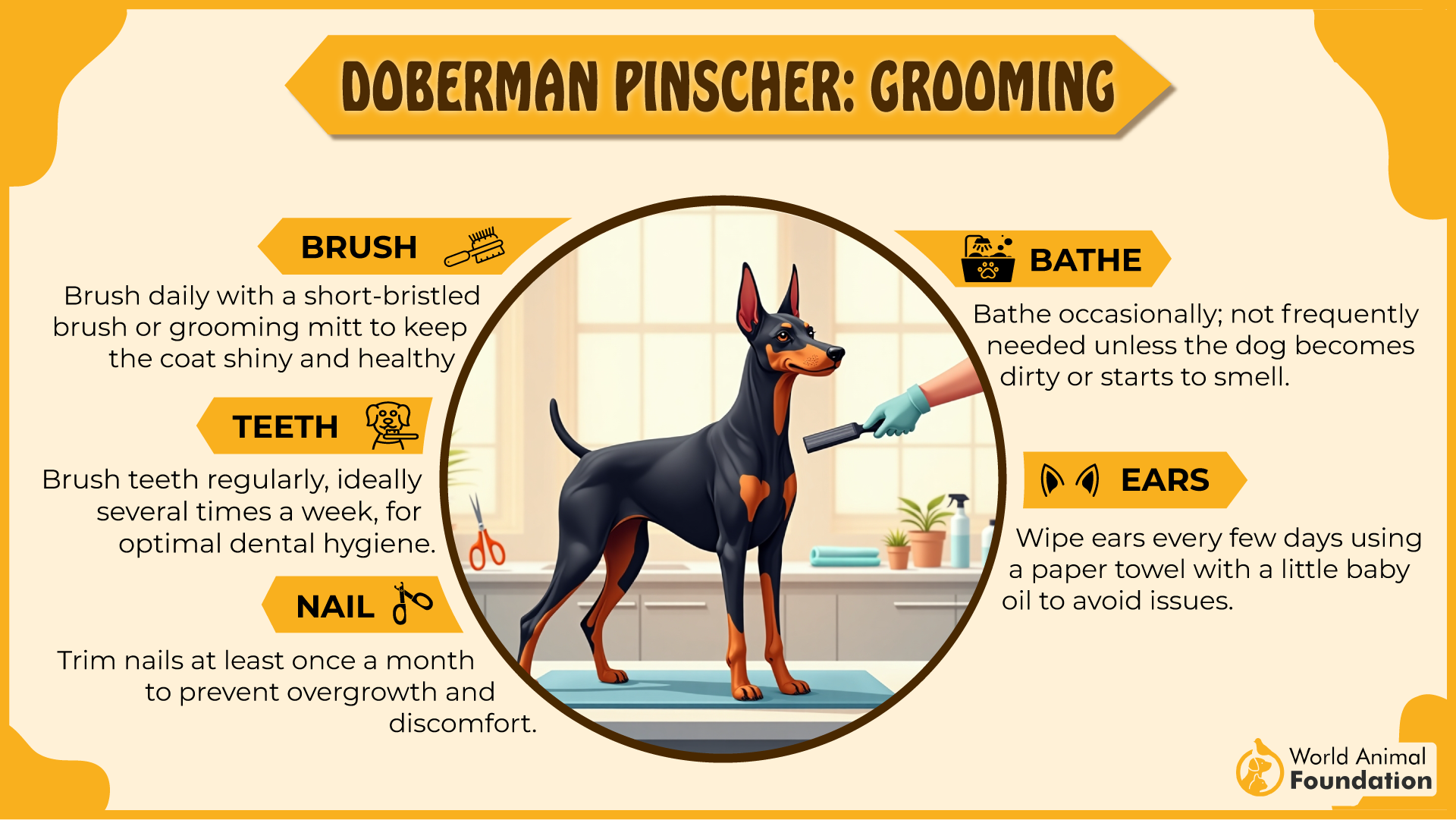 Doberman Pinscher grooming