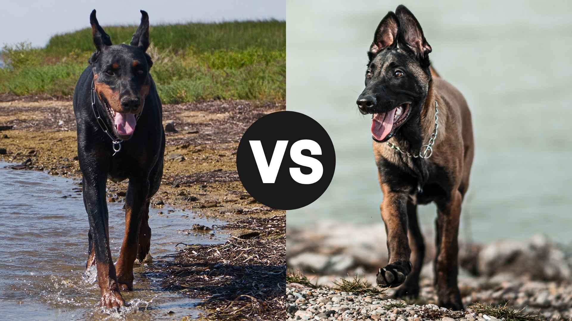 Doberman Pinscher vs. Belgian Malinois: Battle of the Elite Protection Dogs